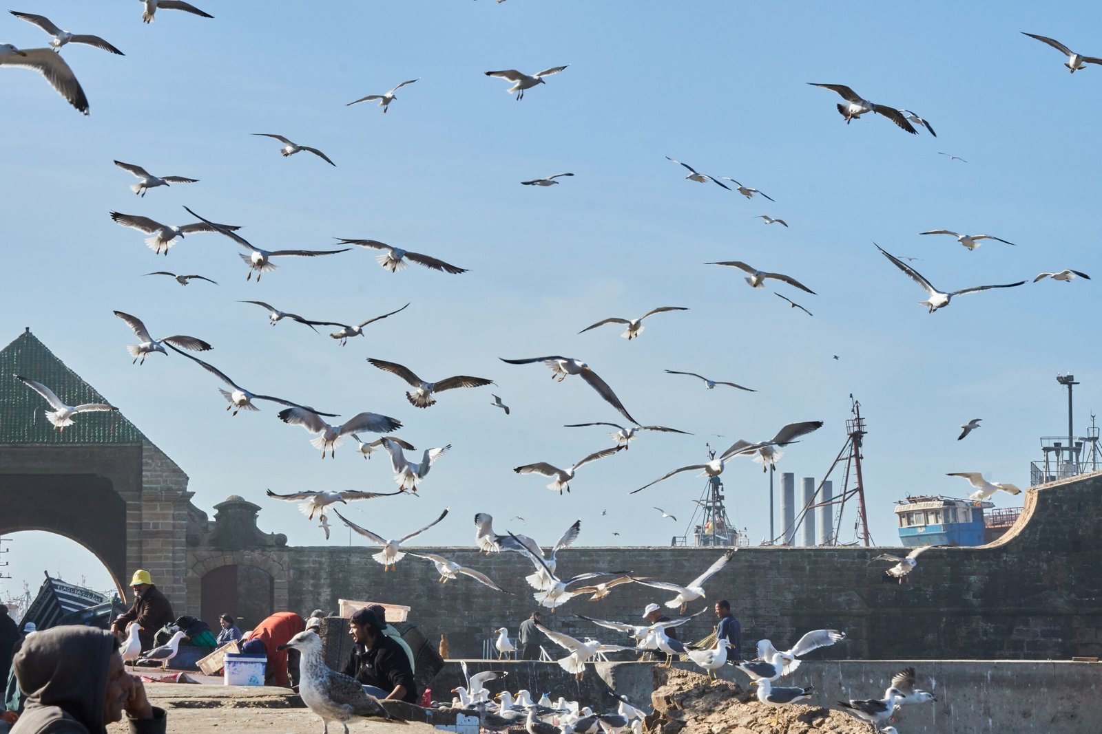 Essaouira, Morocco, 31 December 2017: Flock of sea gulls flying in the city at seaside